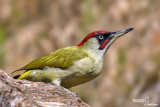 Picchio verde-Green Woodpecker (Picus viridis)