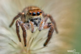 Carrhotus xanthogramma