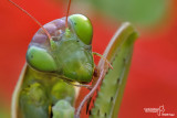 Mantis religiosa