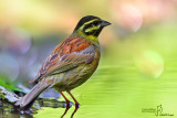 Zigolo nero- Cirl Bunting (Emberiza cirlus)