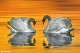 Cigno reale-Mute Swan (Cygnus olor)