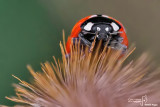 Coccinella septempunctata