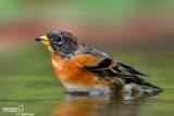 Peppola- Brambling (Fringilla montifringilla)