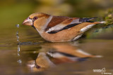 Frosone- Hawfinch (Coccothraustes coccothraustes)