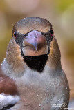 Frosone- Hawfinch (Coccothraustes coccothraustes)