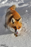 Volpe-Red Fox (Vulpes vulpes)