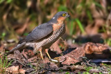 Sparrowhawk (Accipiter nisus ) prey Chaffinch (Fringilla coelebs)