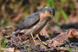 Sparrowhawk (Accipiter nisus ) prey Chaffinch (Fringilla coelebs)