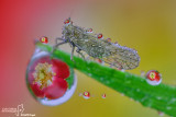 Drops and Cicadellidae