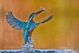 Martin pescatore - Kingfisher - (Alcedo atthis)