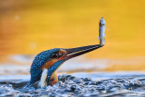 Martin pescatore - Kingfisher - (Alcedo atthis)