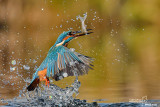 Martin pescatore - Kingfisher - (Alcedo atthis)