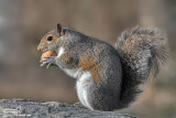 Grey squirrel - Sciurus carolinensis