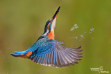 Martin pescatore - Kingfisher - (Alcedo atthis)