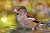 Frosone- Hawfinch (Coccothraustes coccothraustes)