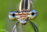 Platycnemis pennipes