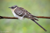 Cuculo dal ciuffo-Great Spotted Cuckoo (Clamator glandarius)