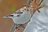 zigolo nevi40-4.jpg