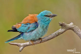 Ghiandaia marina-European Roller (Coracias garrulus)