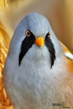 Basettino -Bearded Tit (Panurus biarmicus)