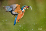 Martin pescatore - Kingfisher - (Alcedo atthis)