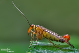 Mosca scorpione - Scorpion flies (Panorpa sp )