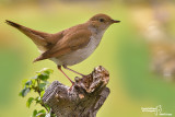 Usignolo-Common Nightingale (Luscinia megarhynchos)