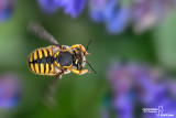 Anthidium sp.