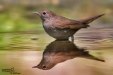 Usignolo-Common Nightingale (Luscinia megarhynchos)