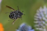 Oxitrea funesta