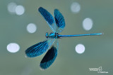 Calopteryx splendens