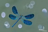 Calopteryx splendens