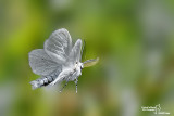 Leucoma salicis