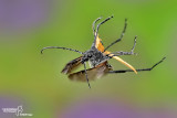 Rutpela maculata