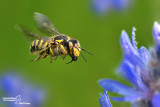 Anthidium sp.