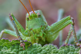 Tettigonia cantans