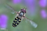 Scaeva pyrastri