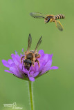  Halictus scabiosae