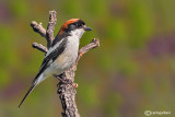 Averla capirossa- Woodchat Shrike(Lanius senator)