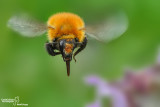 Bombus pascuorum