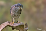 Accipitridae-Falconidae