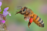 Apis mellifera