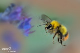 Bombus pratorum