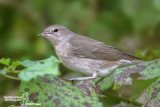 Sylvidae-Paridae