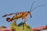 Panorpa sp.