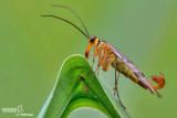 Mosca scorpione - Scorpion flies (Panorpa sp )