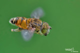 Eristalinus taeniops