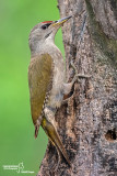 picchio cenerino42-2.jpg