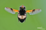 Volucella pellucens