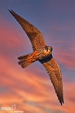 Lodolaio- Eurasian Hobby (Falco subbuteo)